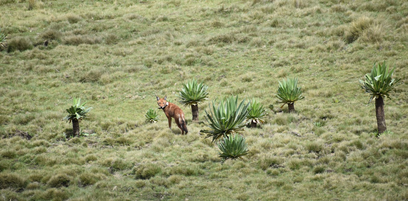the story of the first Ethiopian wolf ever captured, nursed and returned to the wild