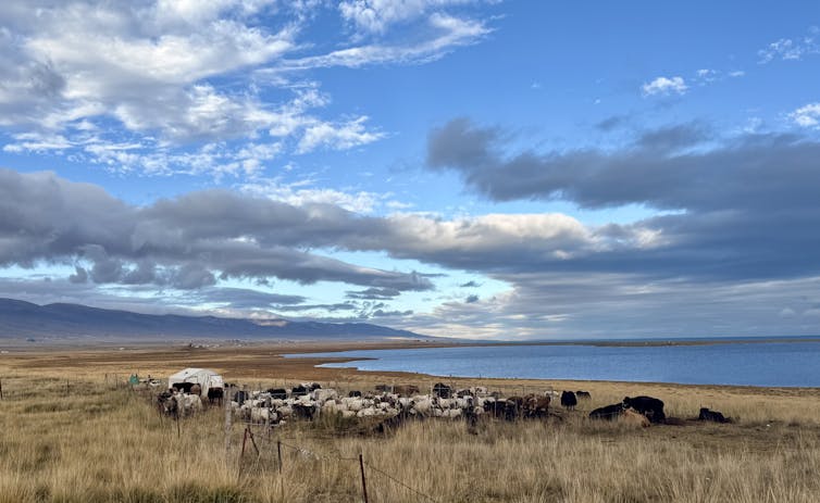 View of Qinghai lake in Kokonor, Amdo Tibet, with livestock grazing.
