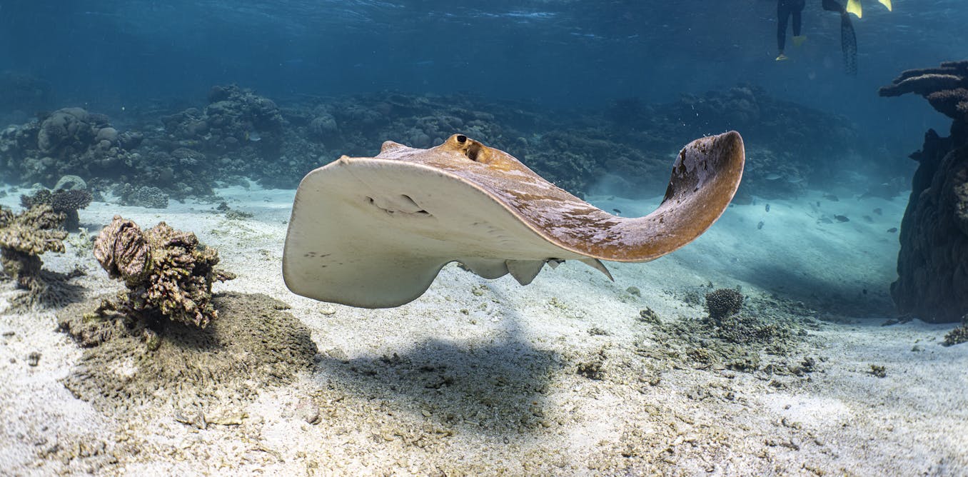 What do stingrays actually eat? New study reveals some only prefer a single type of prawn