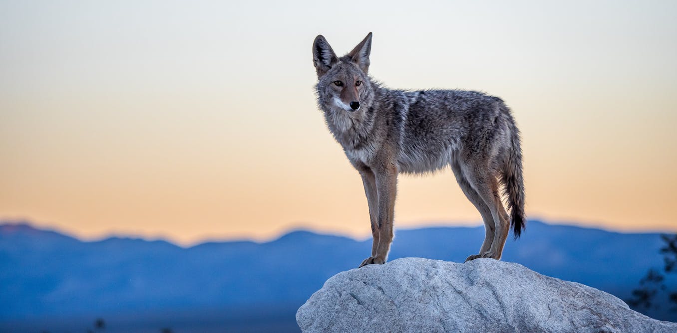 With wolves absent from most of eastern North America, can coyotes replace them?