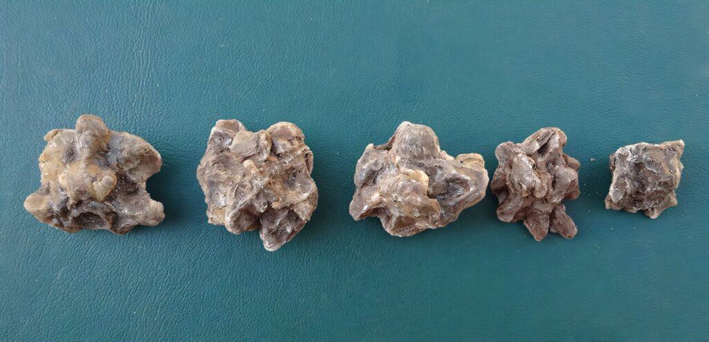 Fossilized anaconda vertebrae