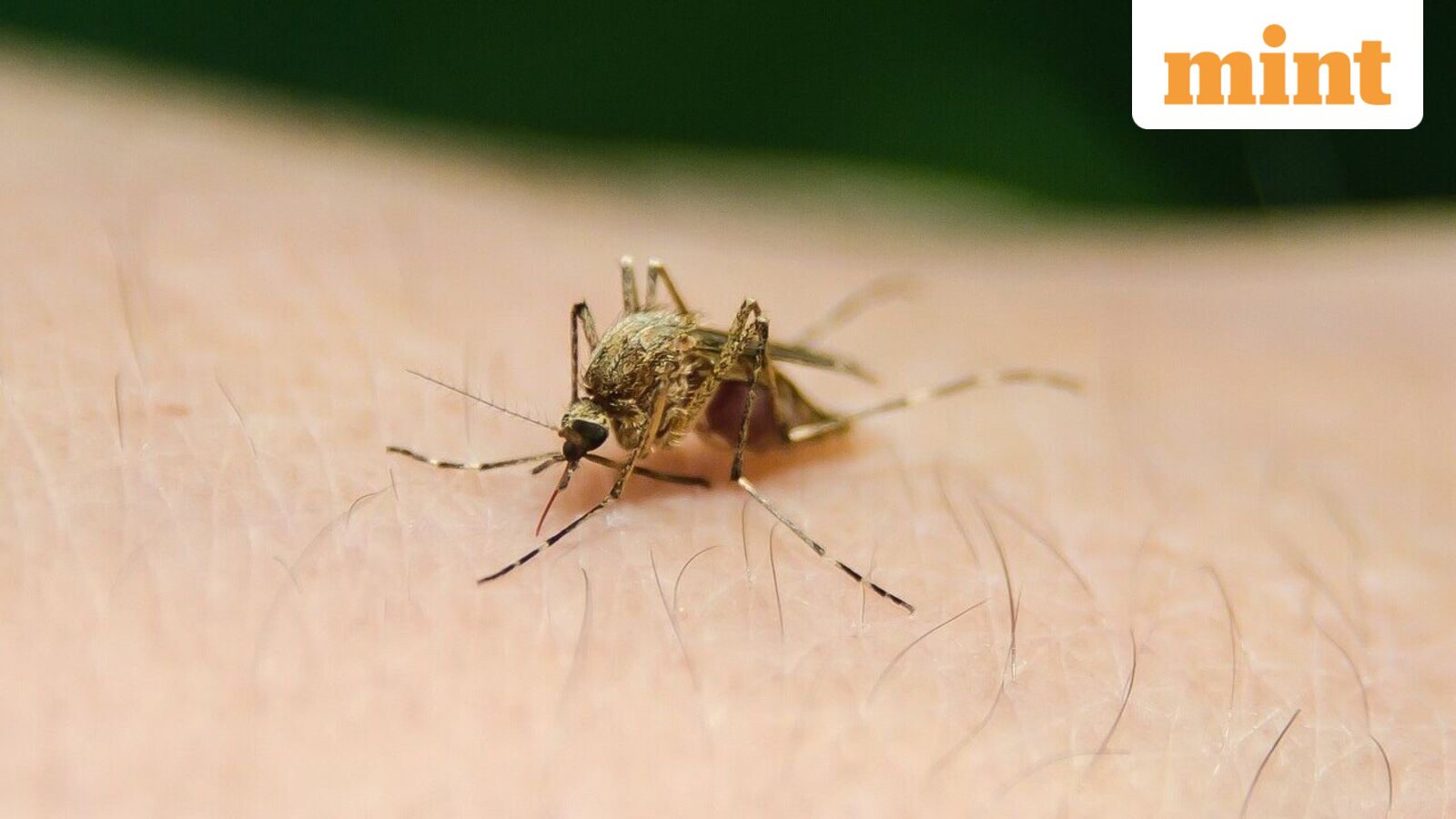 DCGI flags illegal sales of single-drug malaria pills, seeks urgent action