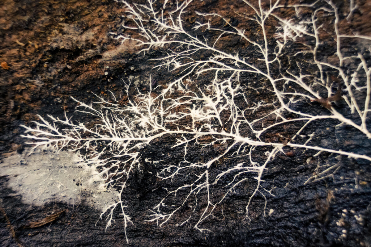 Photo is a macro photograph of a white fungus root on a rotten piece of  wood, in the eastern Andean mountains of central Colombia