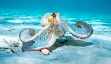 An octopus moves along the floor of the ocean. The octopus, which is various shades of blue with a touch of yellow, blends in with the blue surrounding.