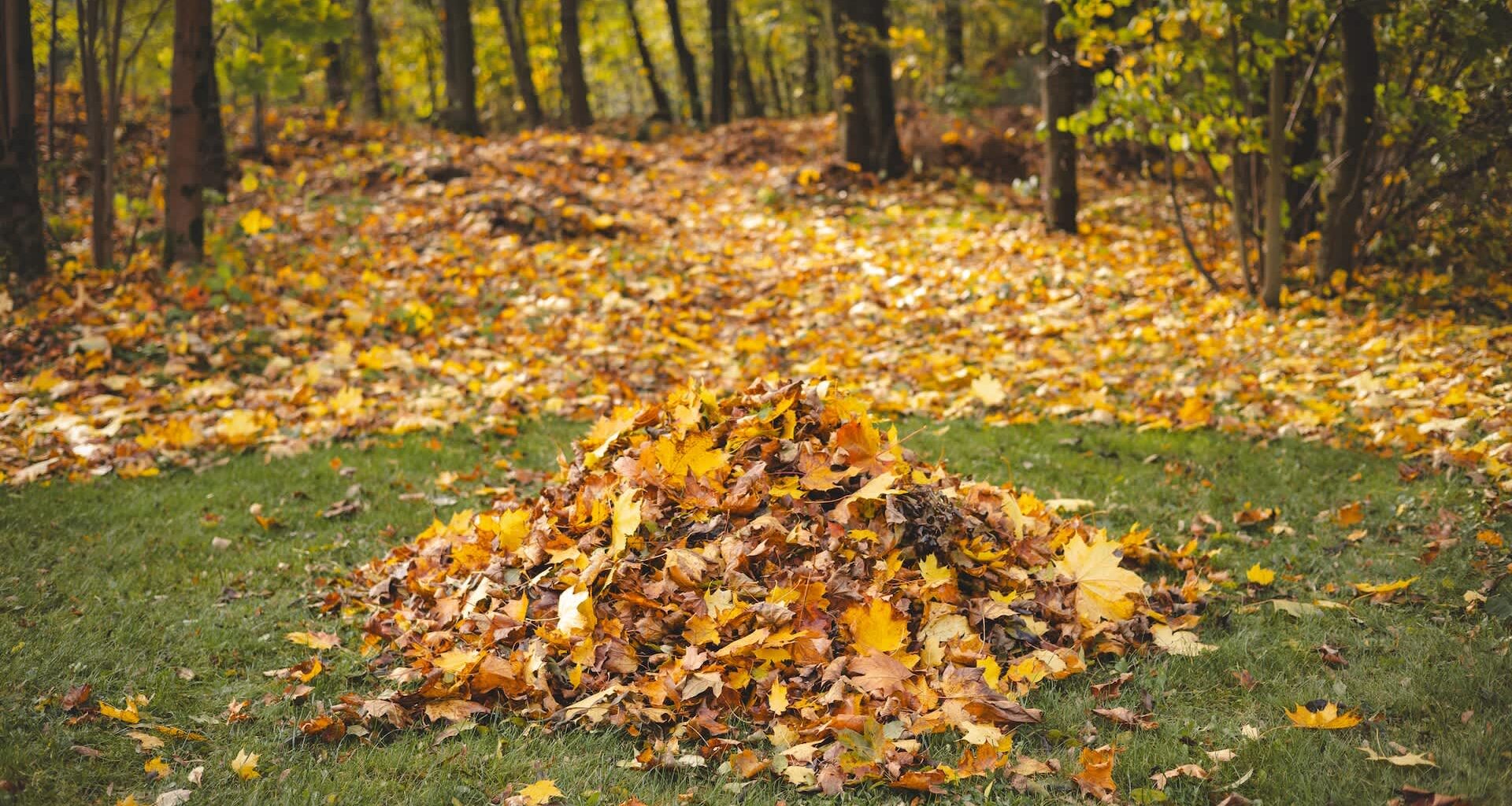 A well-fed groundhog has captured the internet's attention.