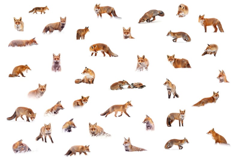 A collage of multiple red foxes in various poses and positions, scattered across a white background. Some are sitting, standing, playing, lying down, or grooming themselves.