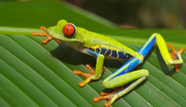 Toad: A Unified CLI Tool for All Your LLMs That Promises Improved UX From Existing Ones