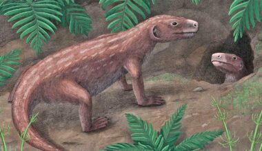 Fossils upend timeline of the evolution of mammal hearing