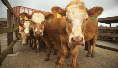 Surveillance being ramped up in the Republic after two bluetongue cases confirmed in the North - The Journal