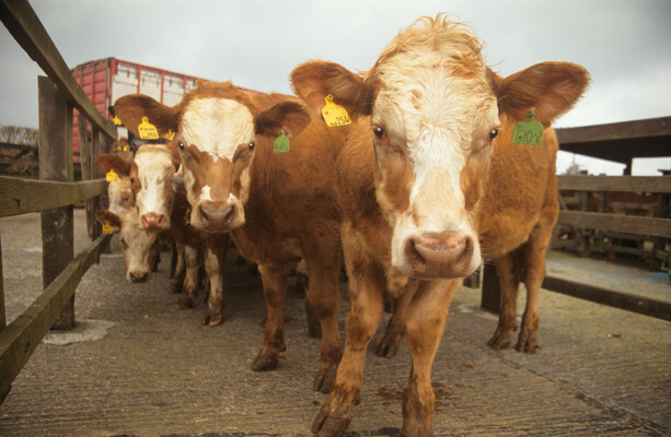 Surveillance being ramped up in the Republic after two bluetongue cases confirmed in the North - The Journal
