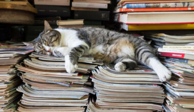 The best longreads of the year · TheJournal.ie