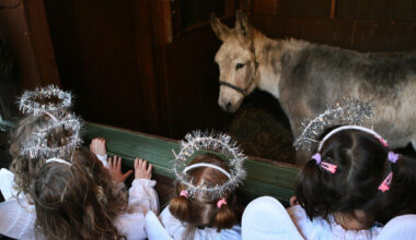 Controversial live animal crib to open in Dublin city today
