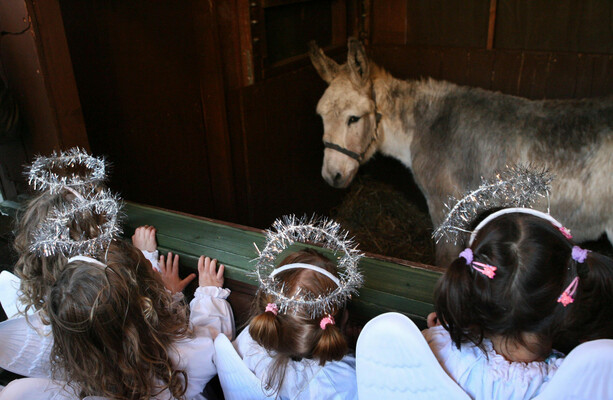 Controversial live animal crib to open in Dublin city today