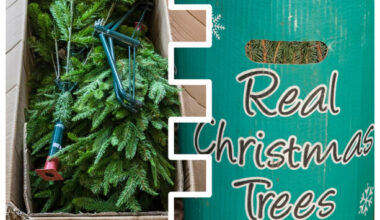 Real or fake? Here's the facts on which is best - and why you should consider a tree in a pot - The Journal