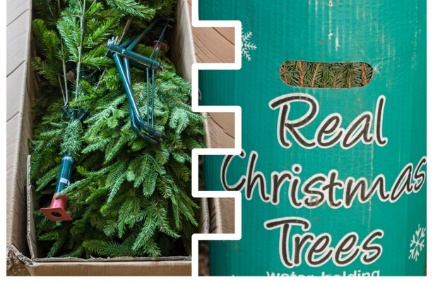 Real or fake? Here's the facts on which is best - and why you should consider a tree in a pot - The Journal