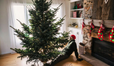 Do you have a real or fake Christmas tree? · TheJournal.ie