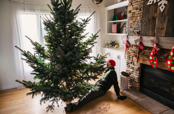 Do you have a real or fake Christmas tree? · TheJournal.ie