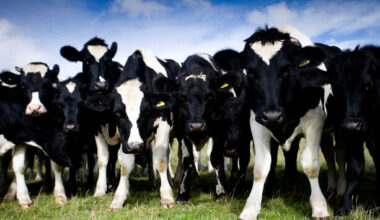 Gardaí recover 18 cattle worth €30,000 stolen by rustlers in west Cork - The Journal