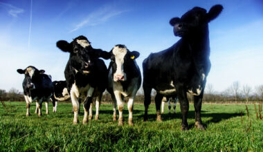 Man (30s) arrested in connection with theft of 18 cattle in west Cork - The Journal