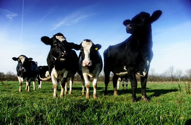 Man (30s) arrested in connection with theft of 18 cattle in west Cork - The Journal
