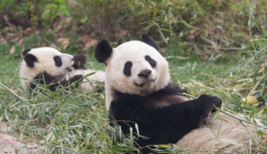 The bearly believable tale of The Late Late Show, two travelling pandas and a China/Ireland spat - The Journal