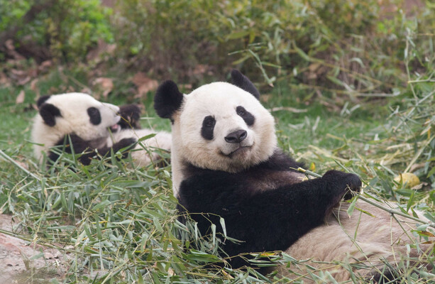 The bearly believable tale of The Late Late Show, two travelling pandas and a China/Ireland spat - The Journal