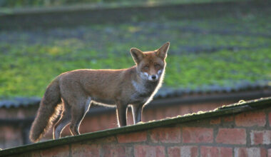 Mary Lou McDonald says Sinn Féin's support of fox hunting is the right choice