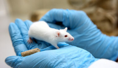 Dogs, horses and goats among 112,000 animals used in Irish lab experiments last year