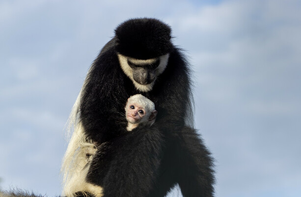 Fota Wildlife Park calls on the public to name a new baby colobus monkey - The Journal