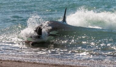 Orca, hunting a sea lion pup, in Patagonia coast, Peninsula Valdes, Patagonia Argentina.