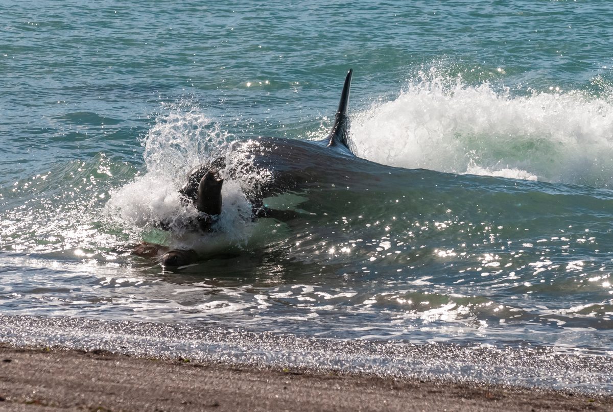 Orca, hunting a sea lion pup, in Patagonia coast, Peninsula Valdes, Patagonia Argentina.