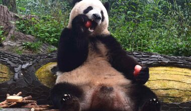 Panda Xiang Xiang settles in China after return from Japan