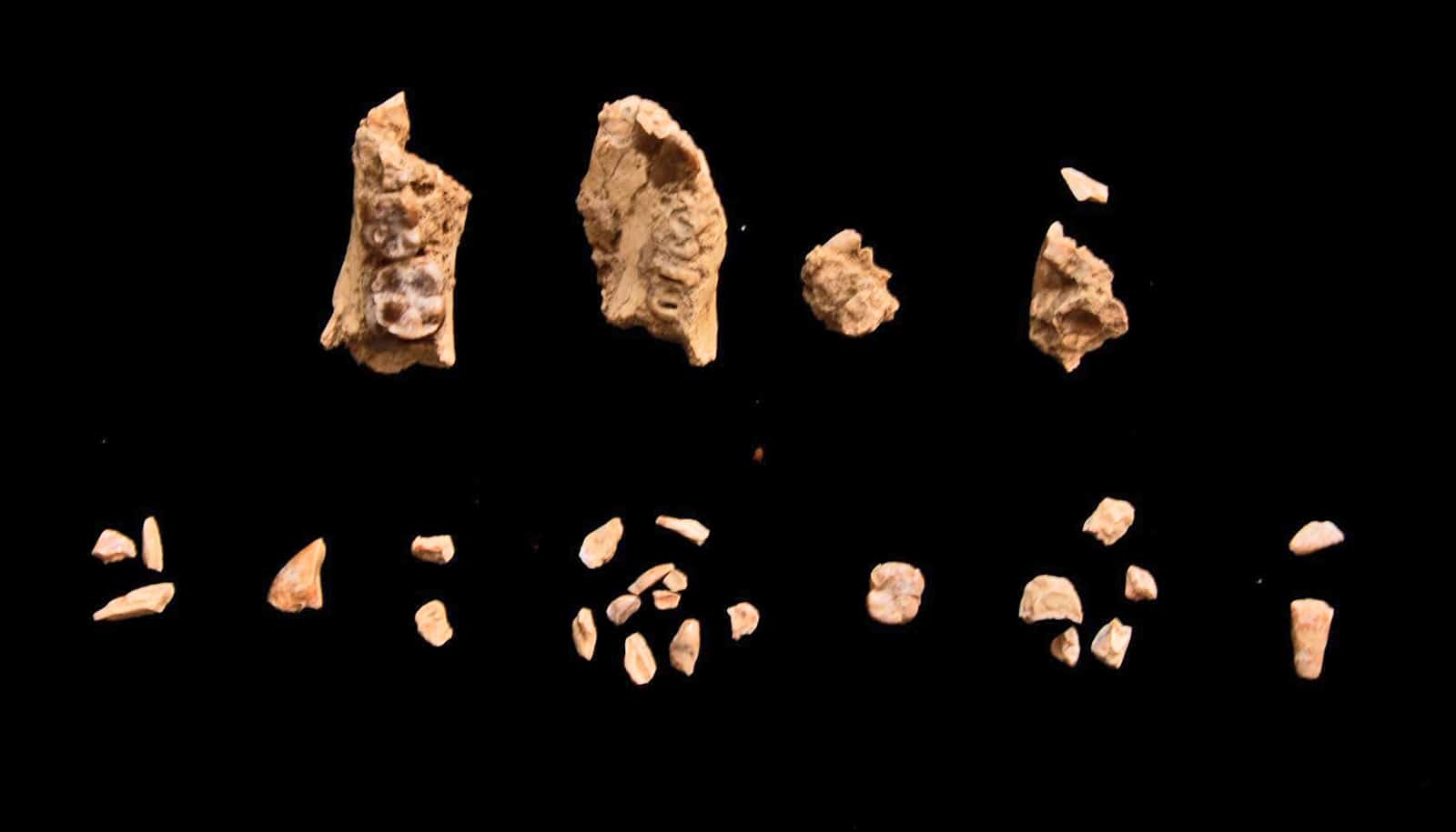 Discovery sheds light on how 2 human ancestors coexisted