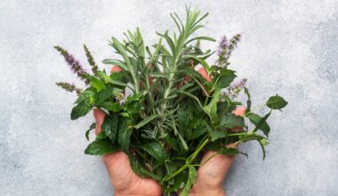 The herb linked to better memory, lower anxiety and Alzheimer’s protection
