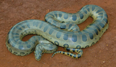 The green anaconda (Eunectes murinus). Image credit: MKAMPIS / CC BY-SA 4.0.
