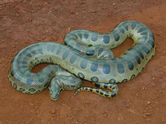 The green anaconda (Eunectes murinus). Image credit: MKAMPIS / CC BY-SA 4.0.