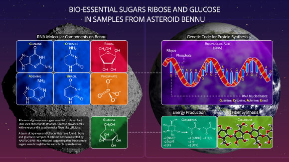 Furukawa et al. discovered the bio-essential sugars ribose and glucose in samples of the near-Earth asteroid Bennu that were collected by NASA’s OSIRIS-REx mission. Image credit: NASA / Goddard / University of Arizona / Dan Gallagher.