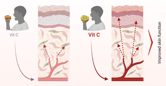 Vitamin C (ascorbate) is found in all skin compartments. Pullar et al. carried out a comprehensive investigation to establish the relationship between plasma and skin ascorbate levels, with a focus on the major skin compartments. Image credit: Pullar et al., doi: 10.1016/j.jid.2025.10.587.