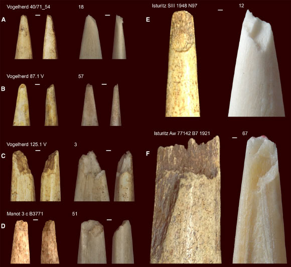 Archaeological examples from Aurignacian sites: Vogelherd in Germany, Isturitz in France, and Manot in Israel compared with experimental specimens. Image credit: Kitagawa et al., doi: 10.1016/j.isci.2025.114270.