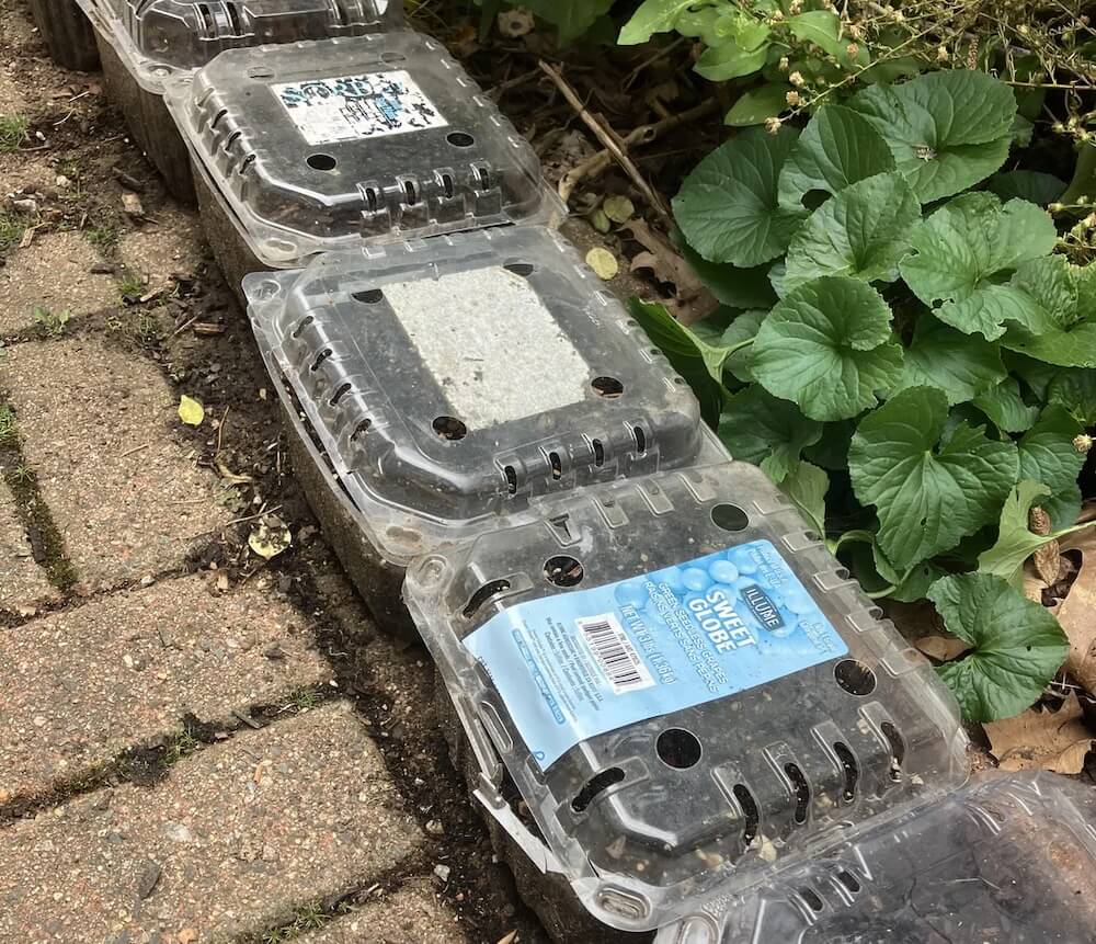 One Reddit user's clever hack involved using clamshell grape containers to grow seedlings.