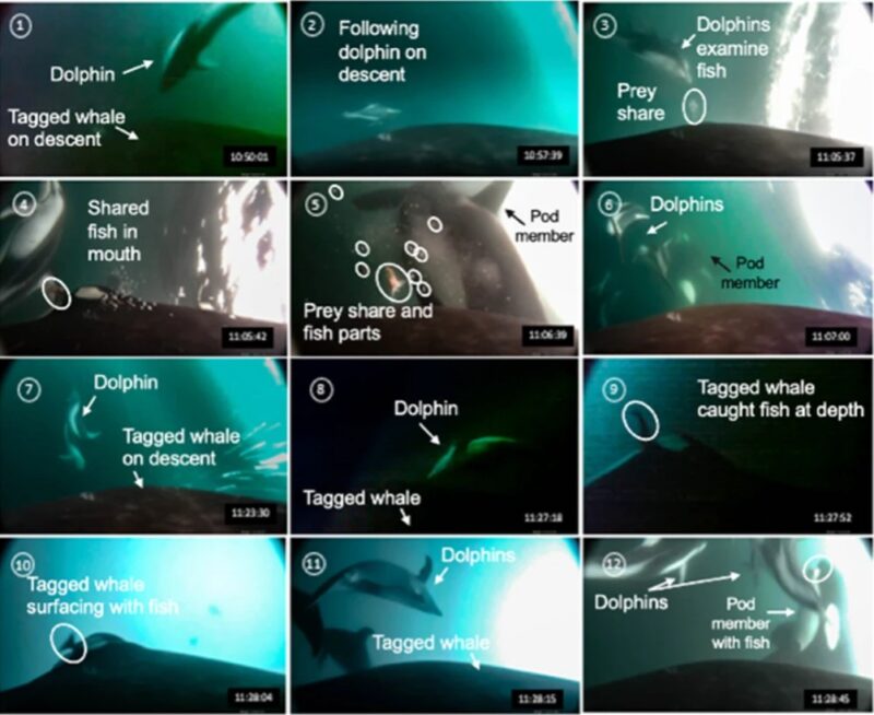 12 underwater images with labels. Killer whales and dolphins are sharing food.