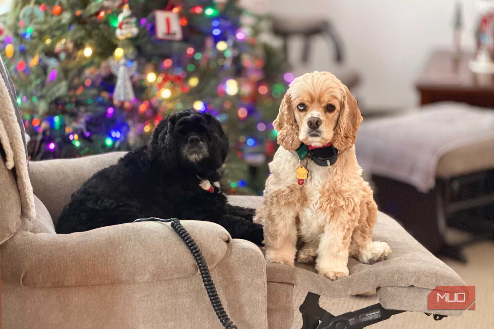 A portrait image of two dogs taken with an iPhone 17 Pro Max and LiDAR technology.