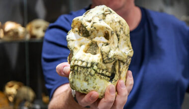 'Little Foot' fossil might be a completely new human species
