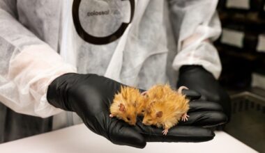 Two woolly mice with long hair in a scientist