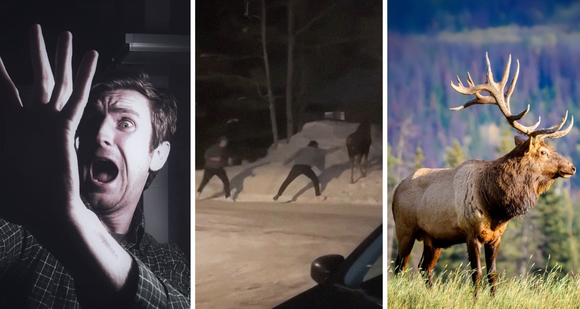 man runs in fear (l) two men trying to touch a wild animal (c) relaxed moose (r)