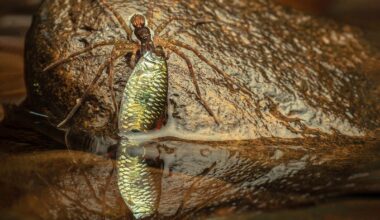 A large spider is seen on a wet, dark brown rock, holding a small, metallic green and yellow fish in its fangs, with the fish's reflection visible in the water below.