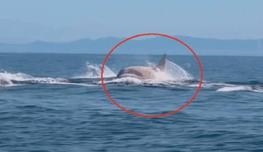 Mysterious Creature Spotted Leaping From The Ocean Off Japan’s Northern Coast For The First Time!