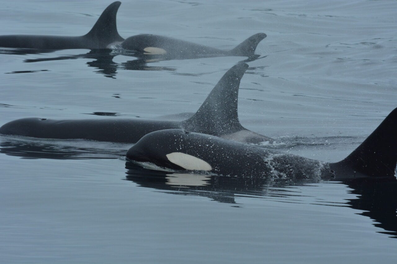 Northern Resident Killer Whales