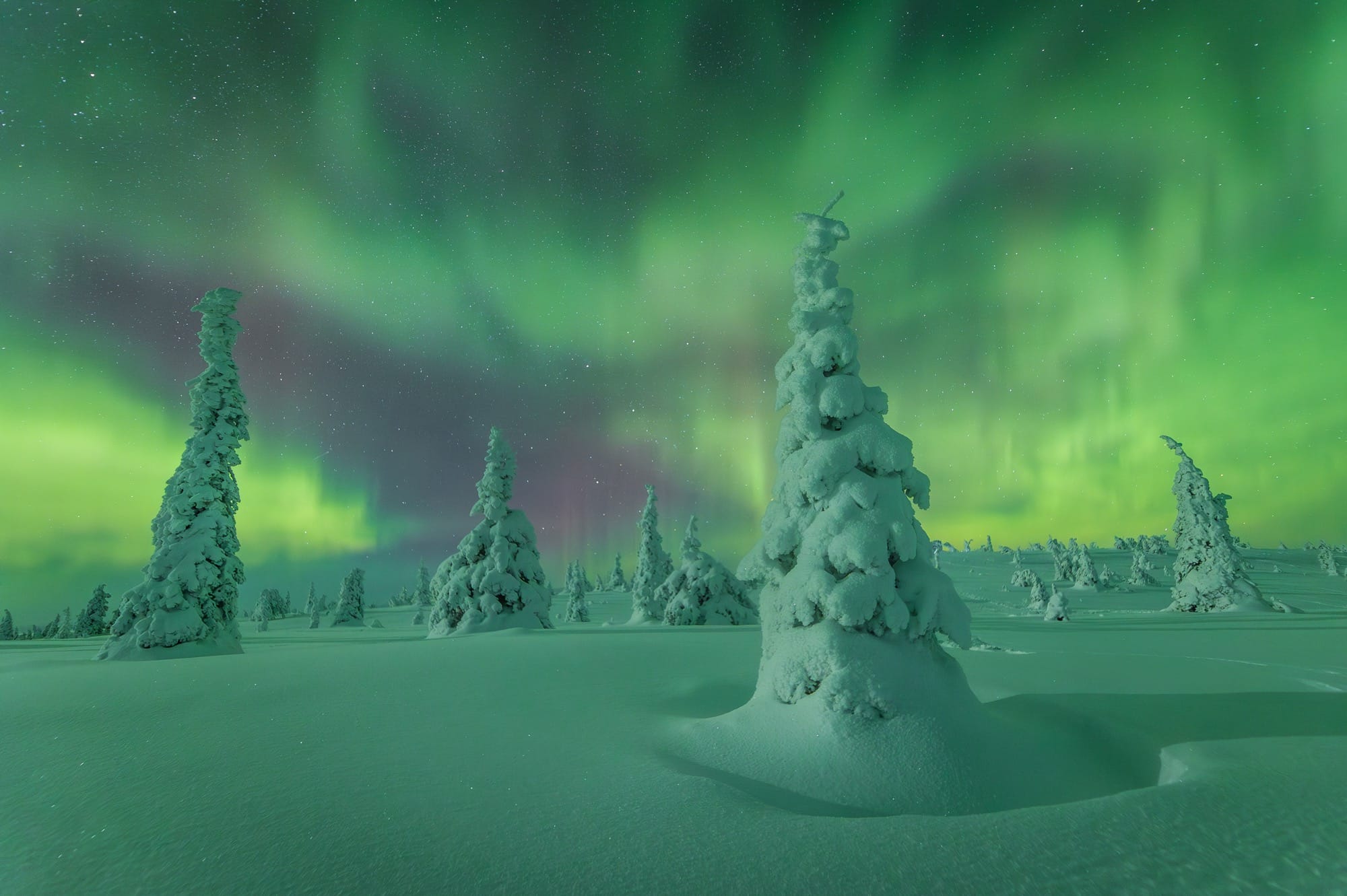 Green aurora borealis over a snow-covered landscape with pine trees