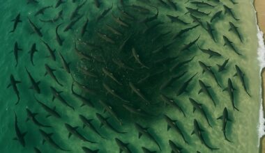 Dozens of Sharks Swarm the Shallows in Byron Bay